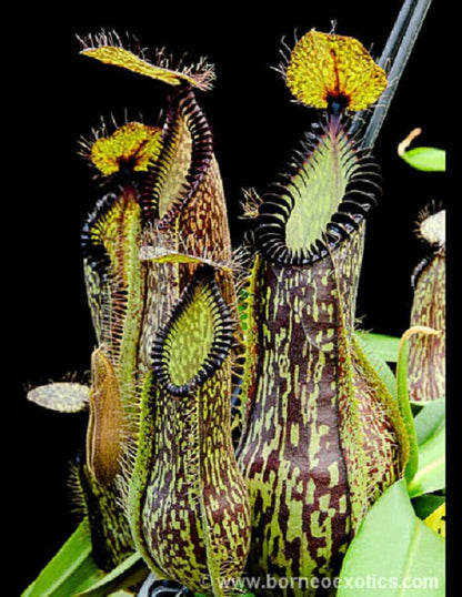 Nepenthes hamata  Gunung Lumut  BE-3380  Best Selected Clone