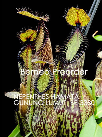 Nepenthes hamata  Gunung Lumut  BE-3380  Best Selected Clone