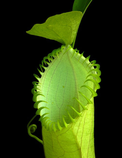 Nepenthes hamata  Gunung Lumut  BE-3380  Best Selected Clone