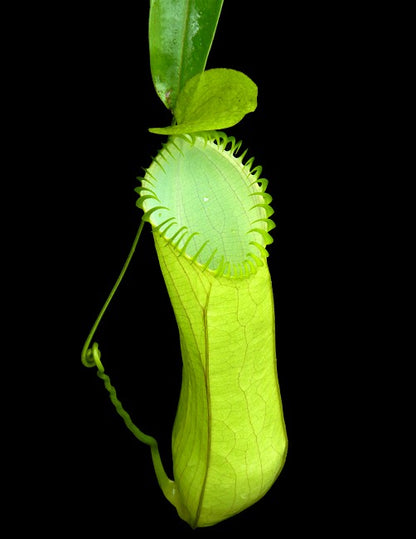 Nepenthes hamata  Gunung Lumut  BE-3380  Best Selected Clone