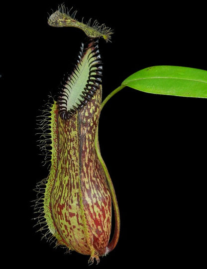 Nepenthes hamata  Gunung Lumut  BE-3380  Best Selected Clone