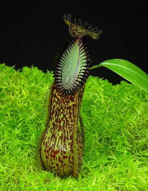 Nepenthes hamata  Gunung Lumut  BE-3380  Best Selected Clone