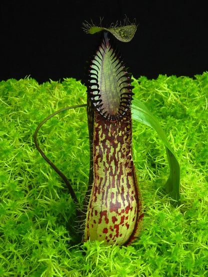 Nepenthes hamata  Gunung Lumut  BE-3380  Best Selected Clone