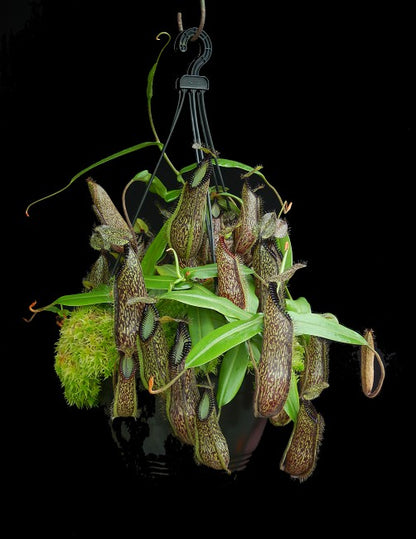 Nepenthes hamata  Gunung Lumut  BE-3380  Best Selected Clone