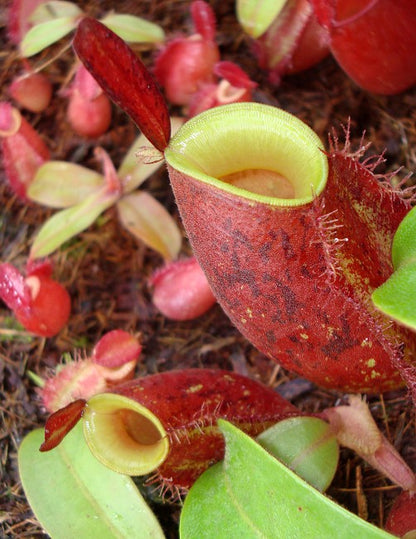 Nepenthes ampullaria „Lime Twist“ BE-3390
