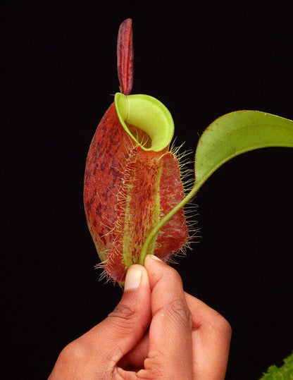 Nepenthes ampullaria „Lime Twist“ BE-3390