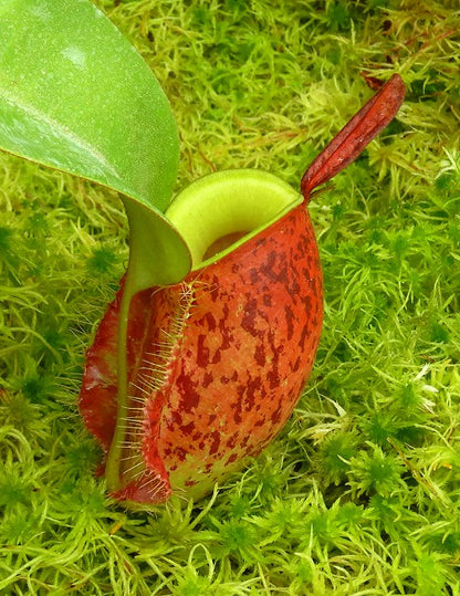 Nepenthes ampullaria „Lime Twist“ BE-3390