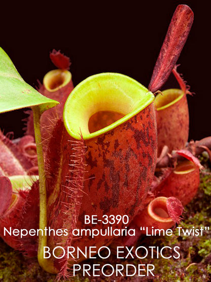 Nepenthes ampullaria „Lime Twist“ BE-3390