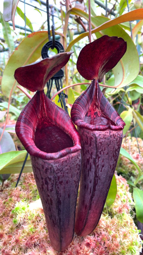 Nepenthes (veitchii x lowii) x spectabilis  BE-3400