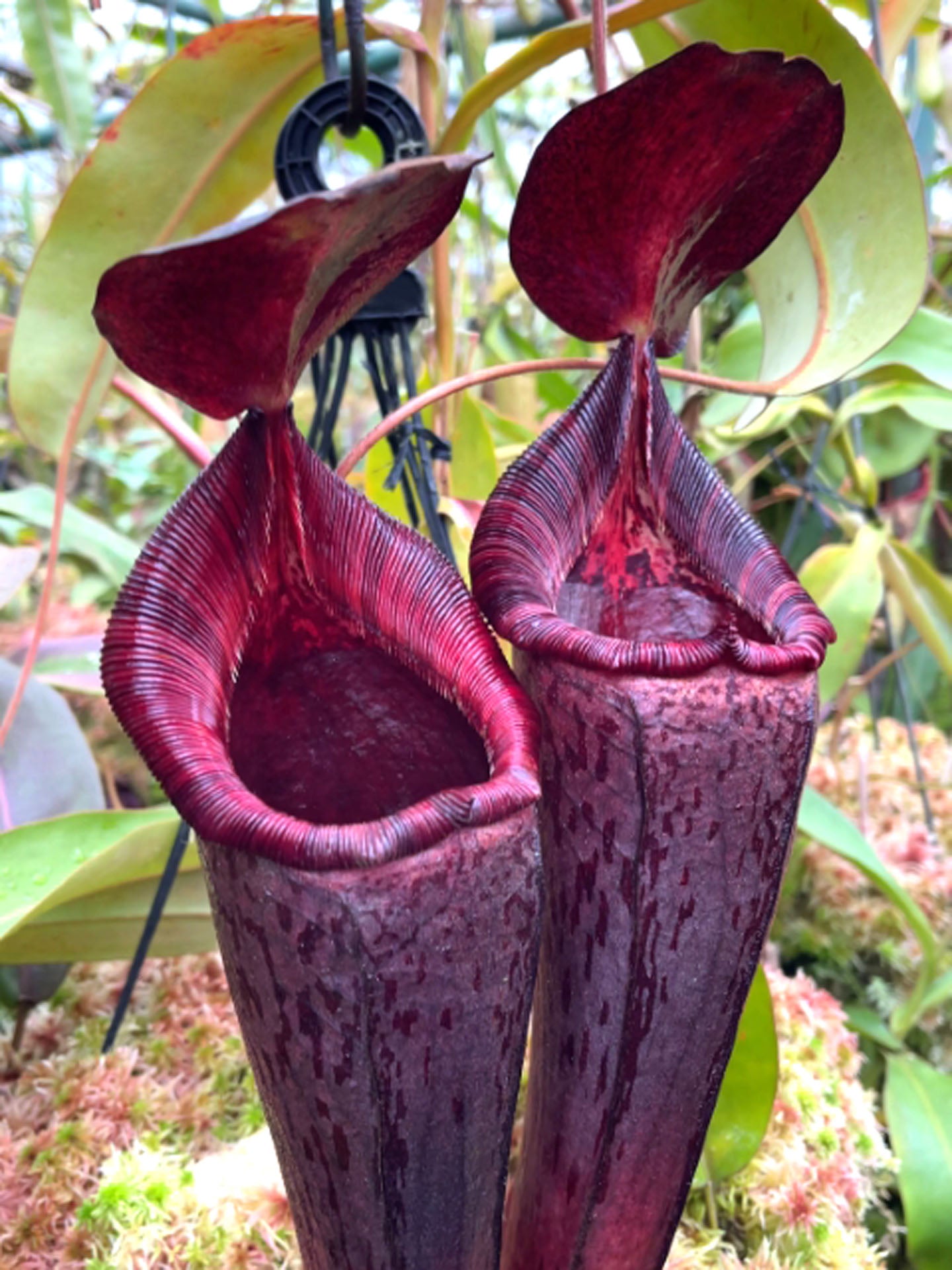Nepenthes (veitchii x lowii) x spectabilis  BE-3400