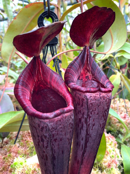 Nepenthes (veitchii x lowii) x spectabilis  BE-3400