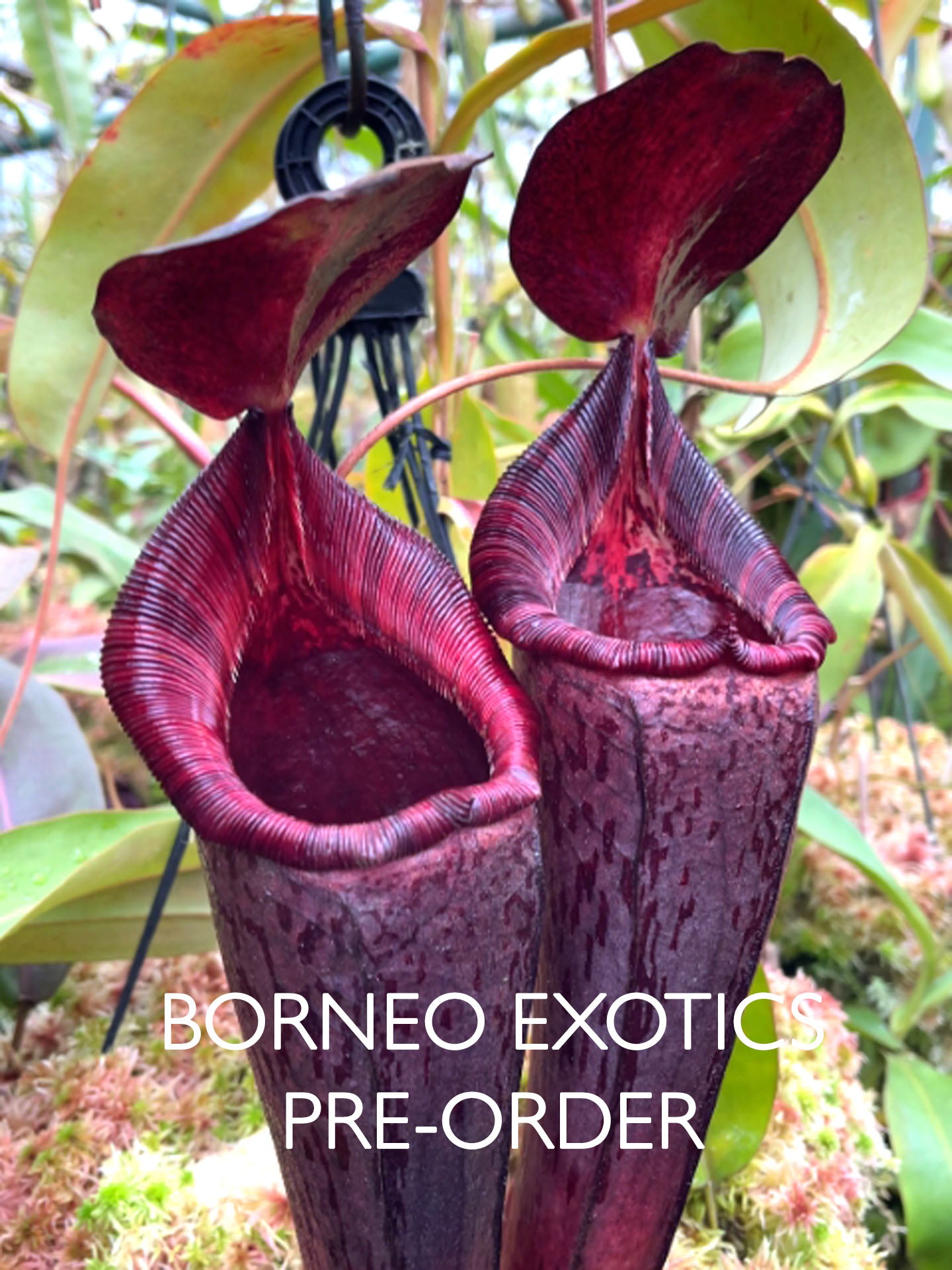Nepenthes (veitchii x lowii) x spectabilis  BE-3400