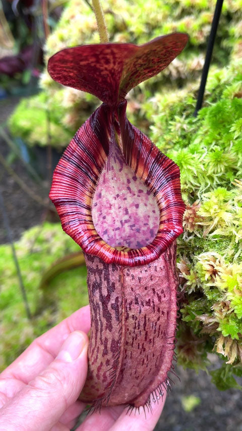 Nepenthes (veitchii x lowii) x spectabilis  BE-3400