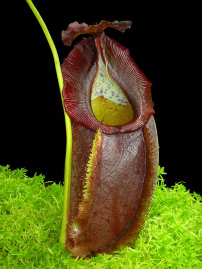 Nepenthes spathulata x gymnamphora BE-3422