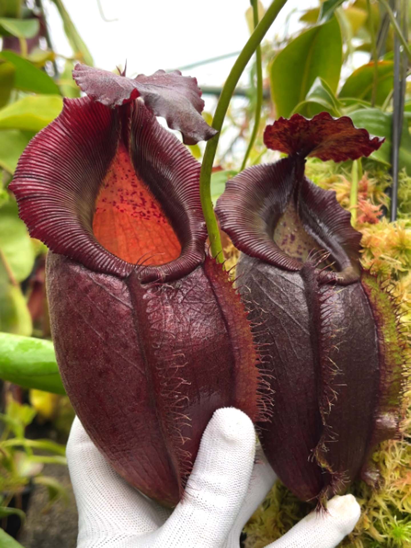 Nepenthes spathulata x gymnamphora BE-3422