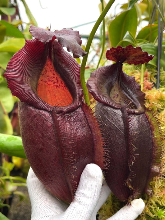 Nepenthes spathulata x gymnamphora BE-3422