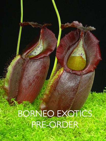 Nepenthes spathulata x gymnamphora BE-3422