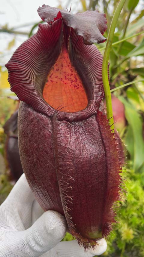 Nepenthes spathulata x gymnamphora BE-3422