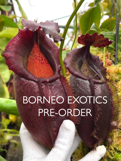 Nepenthes spathulata x gymnamphora BE-3422