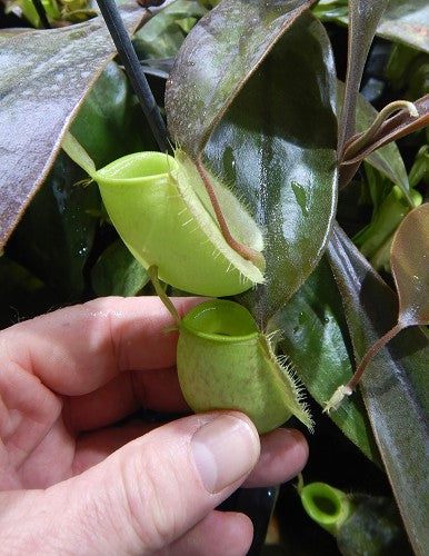 Nepenthes ampullaria "Papua intermediate" BE-3450