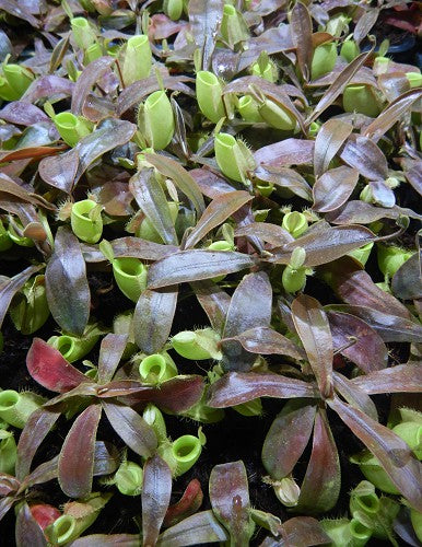 Nepenthes ampullaria "Papua intermediate" BE-3450