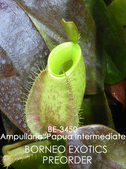 Nepenthes ampullaria "Papua intermediate" BE-3450