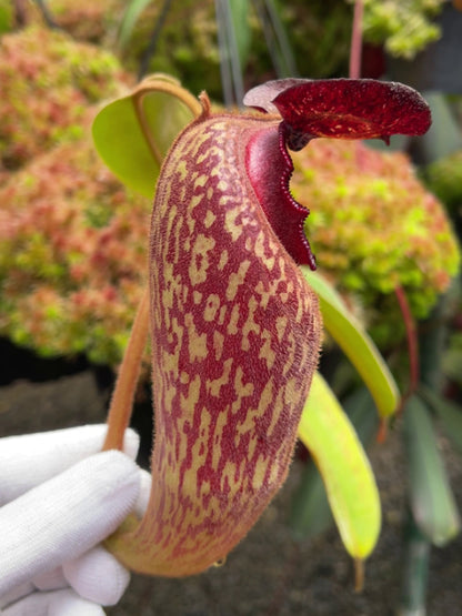 Nepenthes klossii “Confirmed True Clone” BE-3452