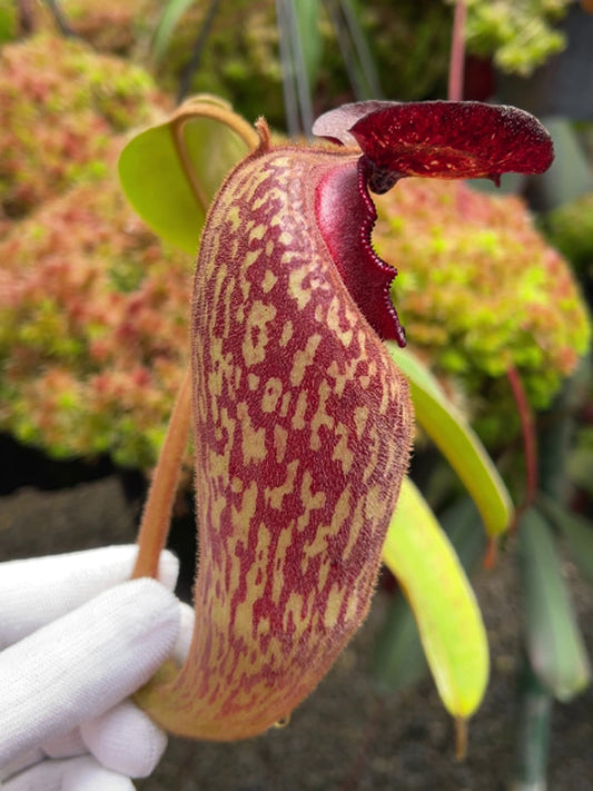 Nepenthes klossii “Confirmed True Clone” BE-3452