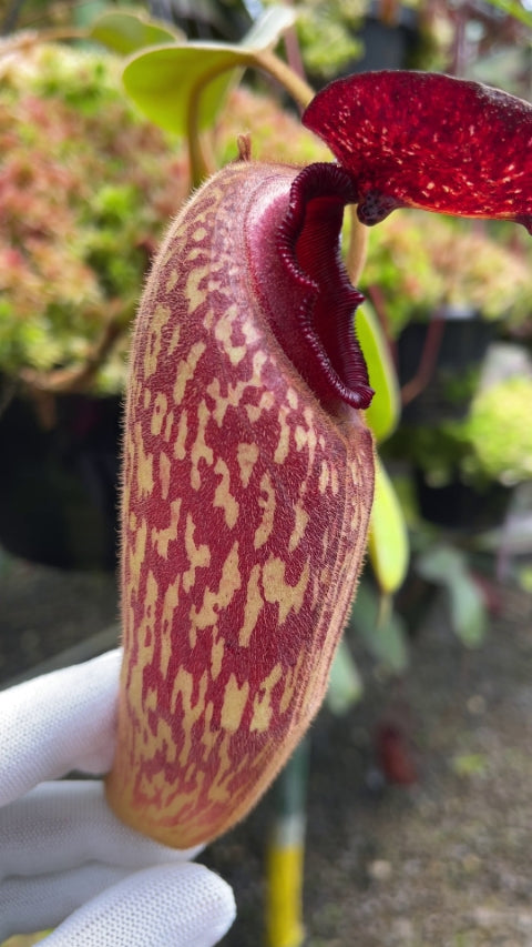 Nepenthes klossii “Confirmed True Clone” BE-3452