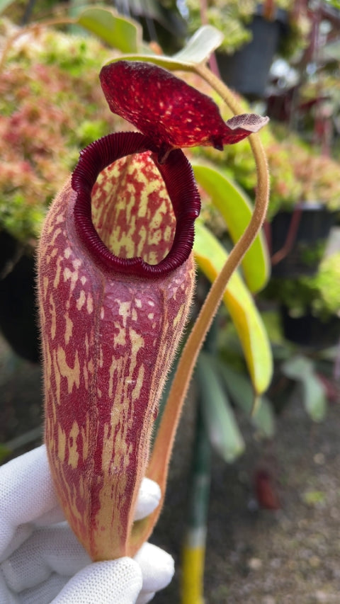 Nepenthes klossii “Confirmed True Clone” BE-3452