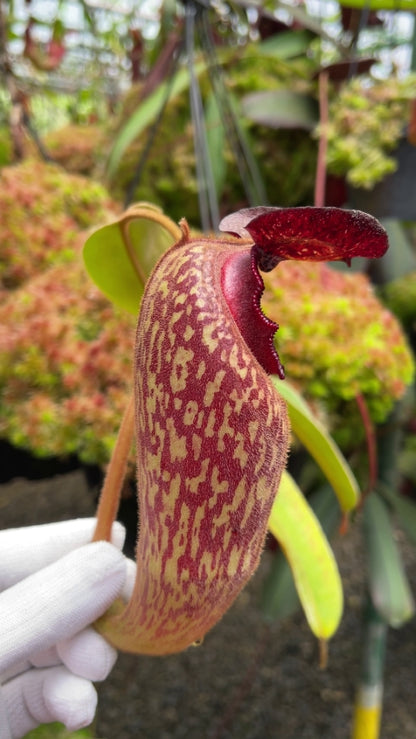 Nepenthes klossii “Confirmed True Clone” BE-3452