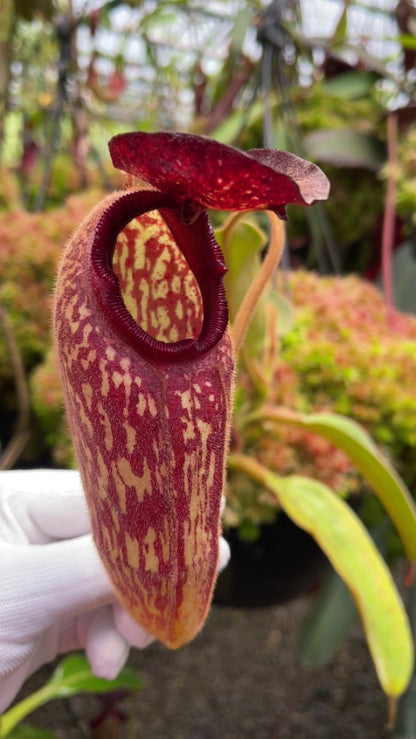 Nepenthes klossii “Confirmed True Clone” BE-3452