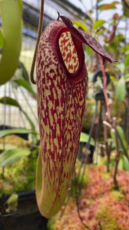 Nepenthes klossii “Confirmed True Clone” BE-3452