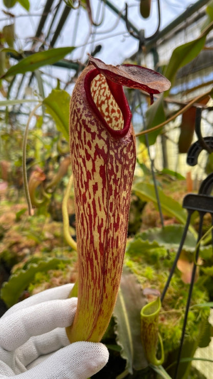 Nepenthes klossii “Confirmed True Clone” BE-3452