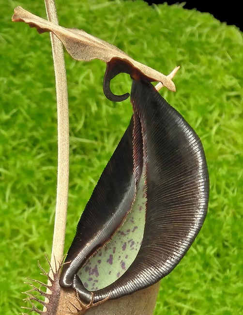 Nepenthes lingulata Barisan Mountains, North Sumatra – Giardino Carnivoro