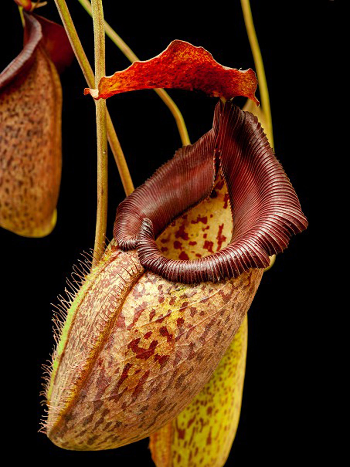 Nepenthes talangensis x robcantleyi BE-3497