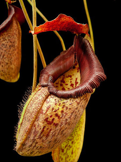 Nepenthes talangensis x robcantleyi BE-3497
