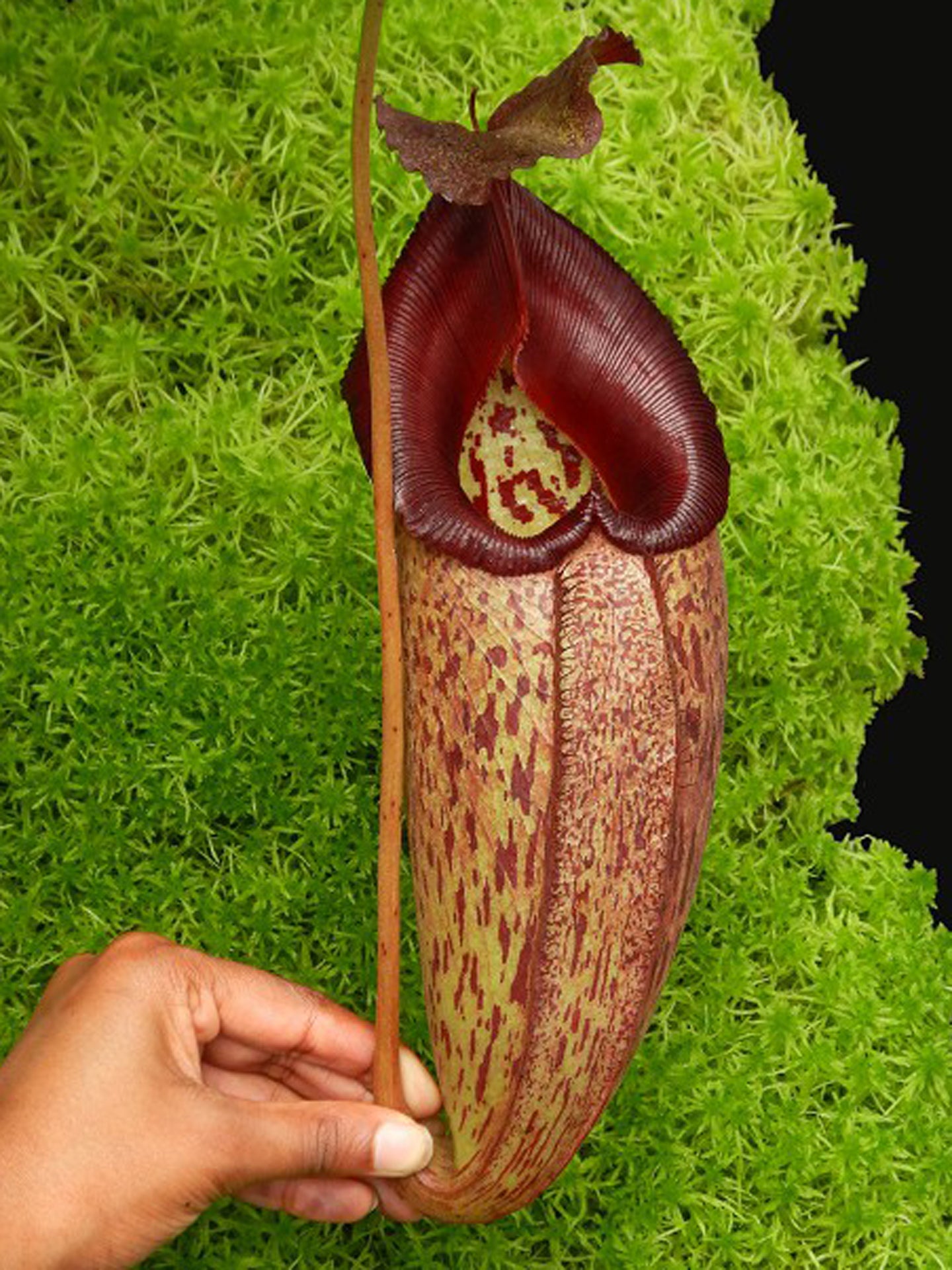 Nepenthes talangensis x robcantleyi BE-3497
