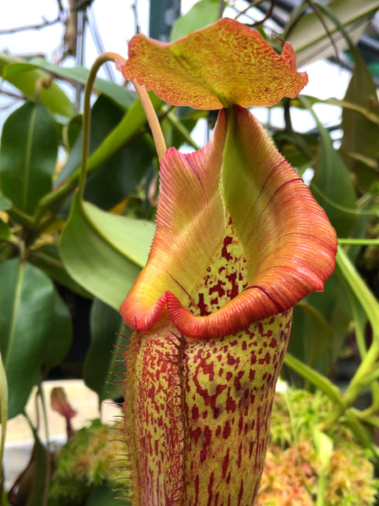 Nepenthes talangensis x robcantleyi BE-3497