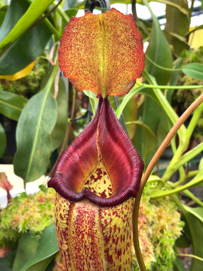 Nepenthes talangensis x robcantleyi BE-3497
