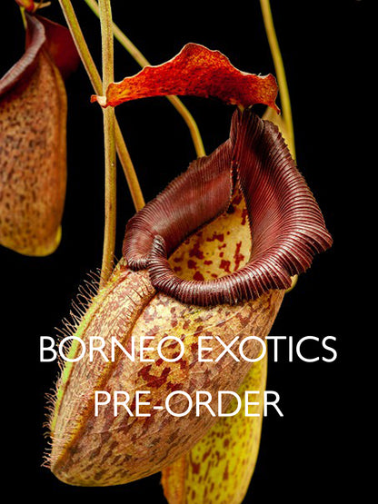 Nepenthes talangensis x robcantleyi BE-3497