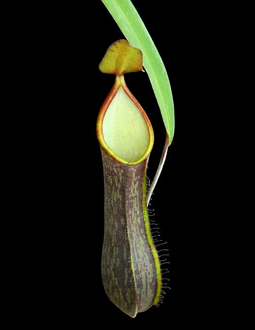 Nepenthes mikei "Bandahara"  BE-3506