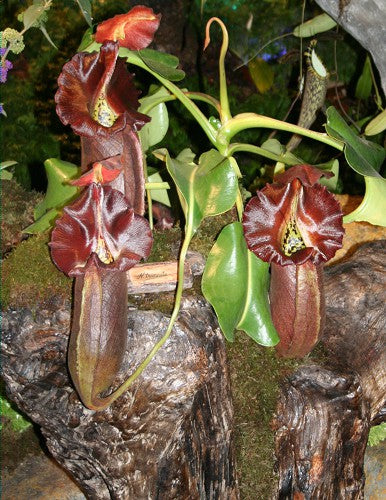 Nepenthes robcantleyi  BE-3517