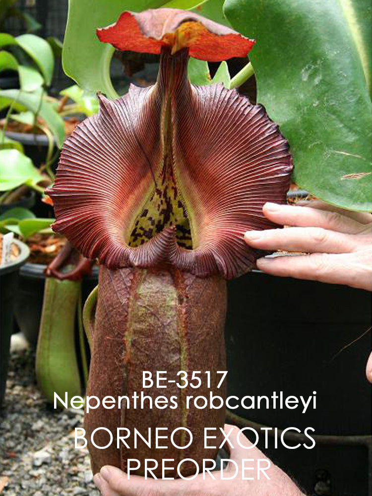 Nepenthes robcantleyi  BE-3517
