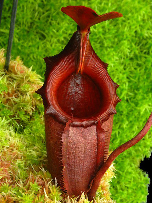 Nepenthes rajah x mira   BE-3518