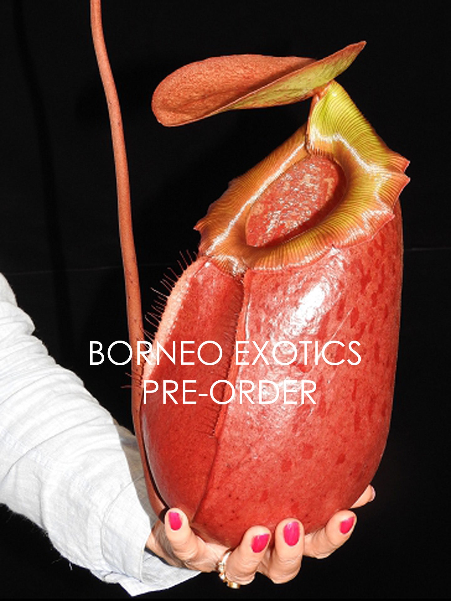 Nepenthes sibuyanensis x merilliana  BE-3542