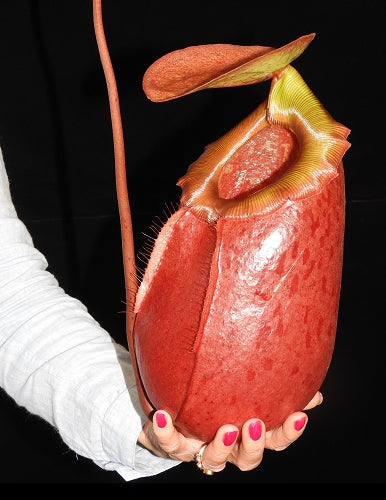 Nepenthes sibuyanensis x merilliana  BE-3542