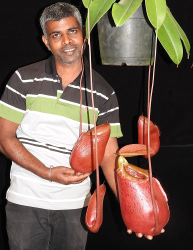 Nepenthes sibuyanensis x merilliana  BE-3542