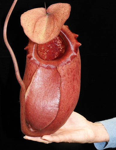 Nepenthes sibuyanensis x merilliana  BE-3542