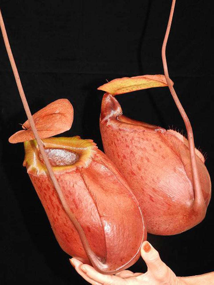 Nepenthes sibuyanensis x merilliana  BE-3542